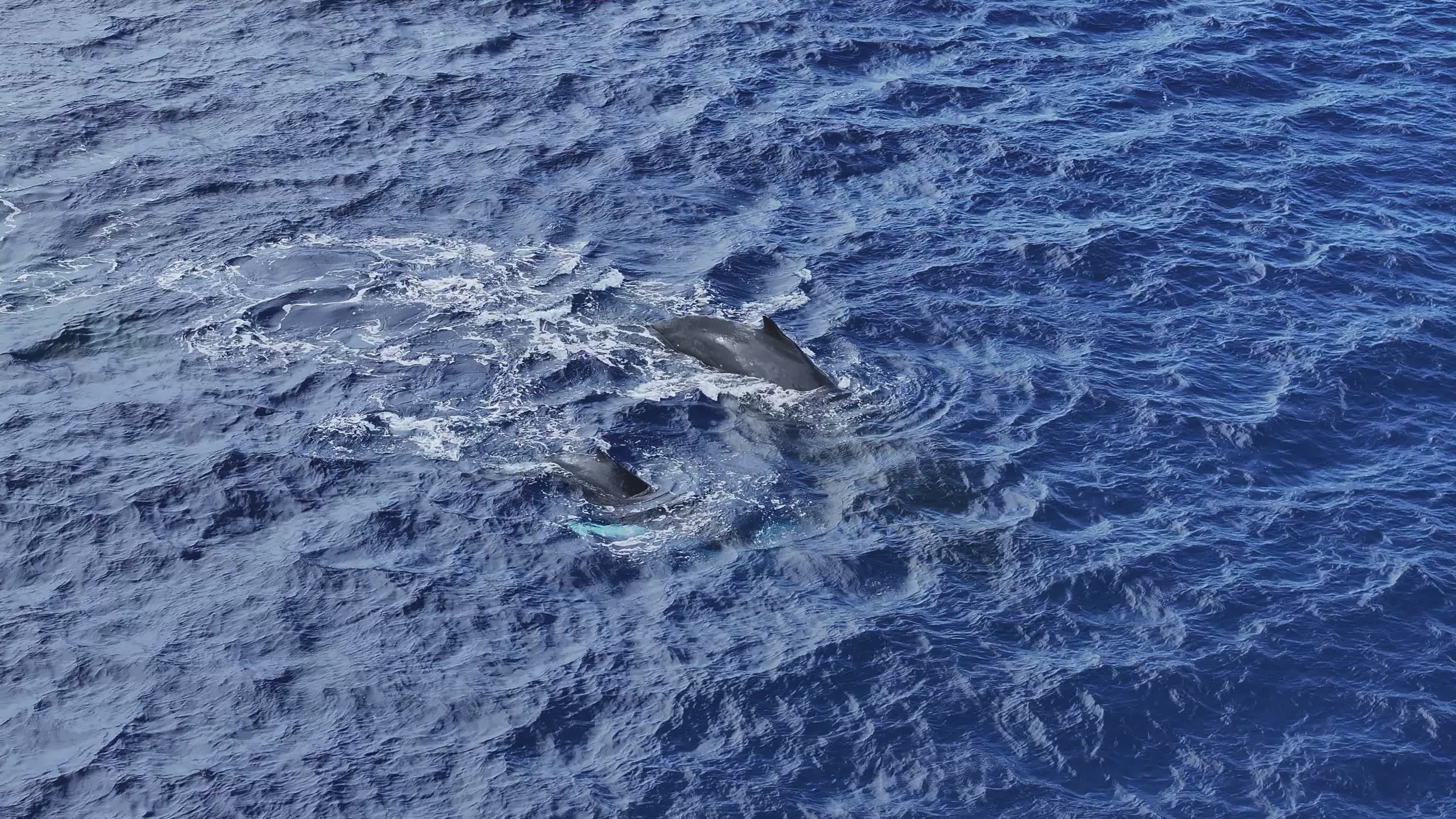 Aerial View of Humpback Whales in Ocean Waters Free Stock Video Footage ...