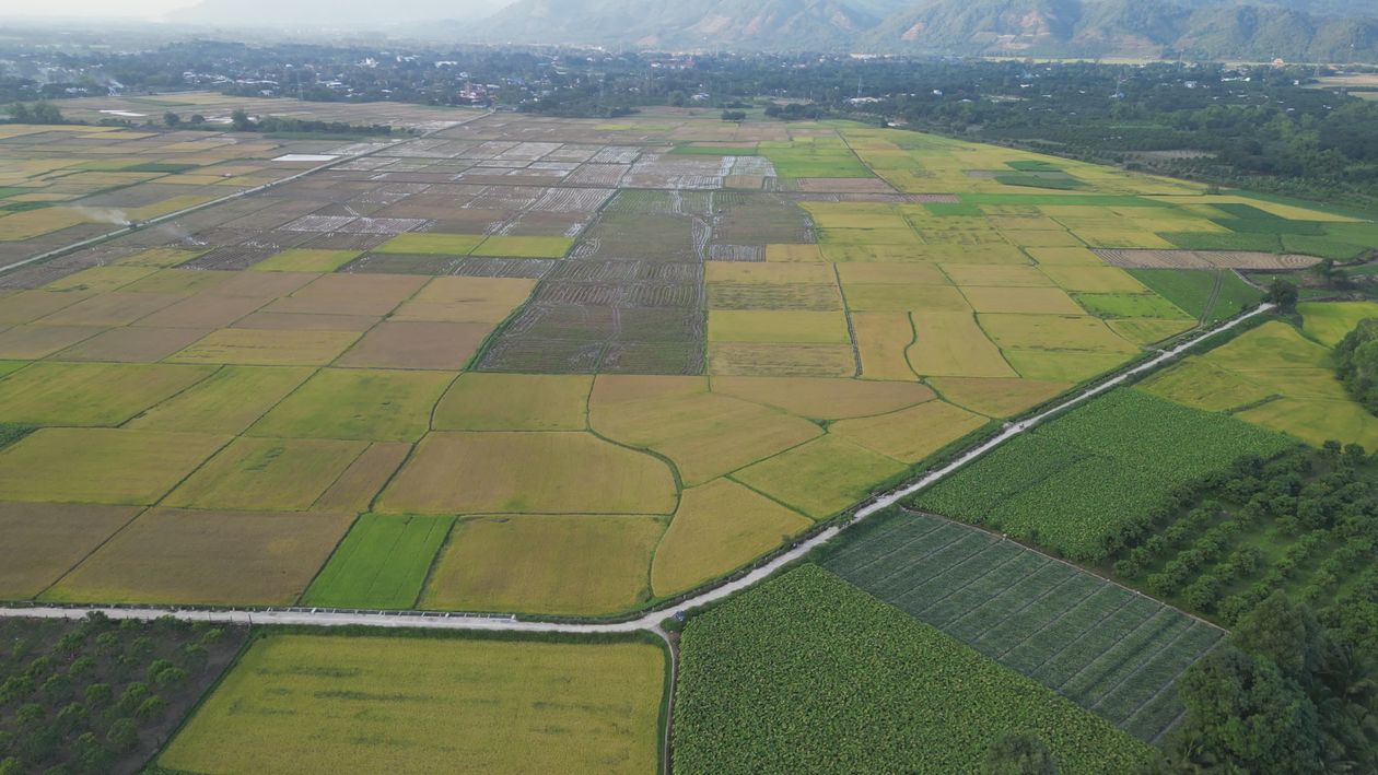 Aerial View of Expansive Rice Fields Free Stock Video Footage, Royalty ...