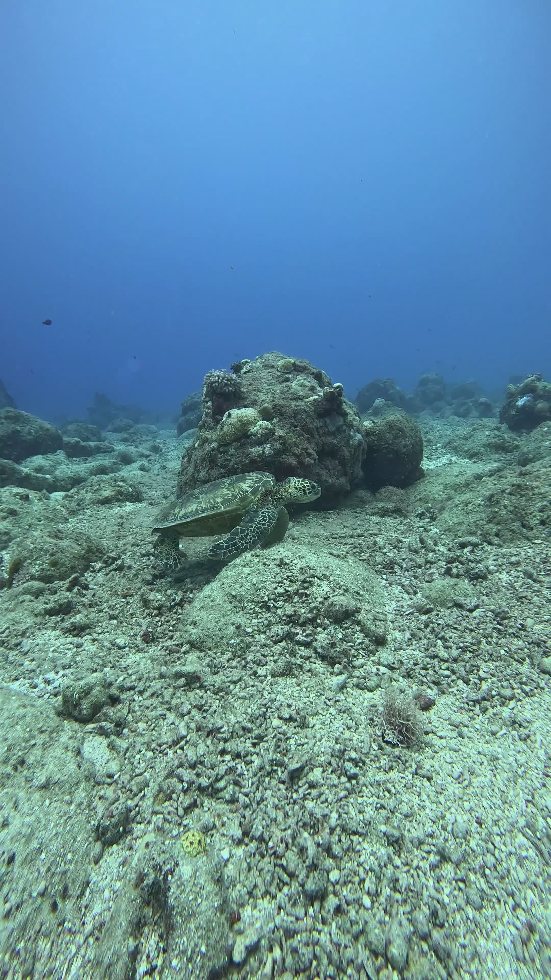serene underwater scene with marine life 31879614 — free pexels stock footage