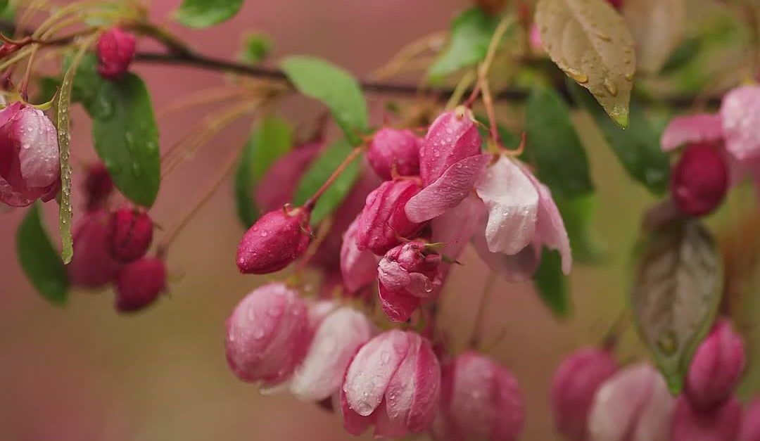 Enchanting Springtime Blossoms in Bloom Free Stock Video Footage ...