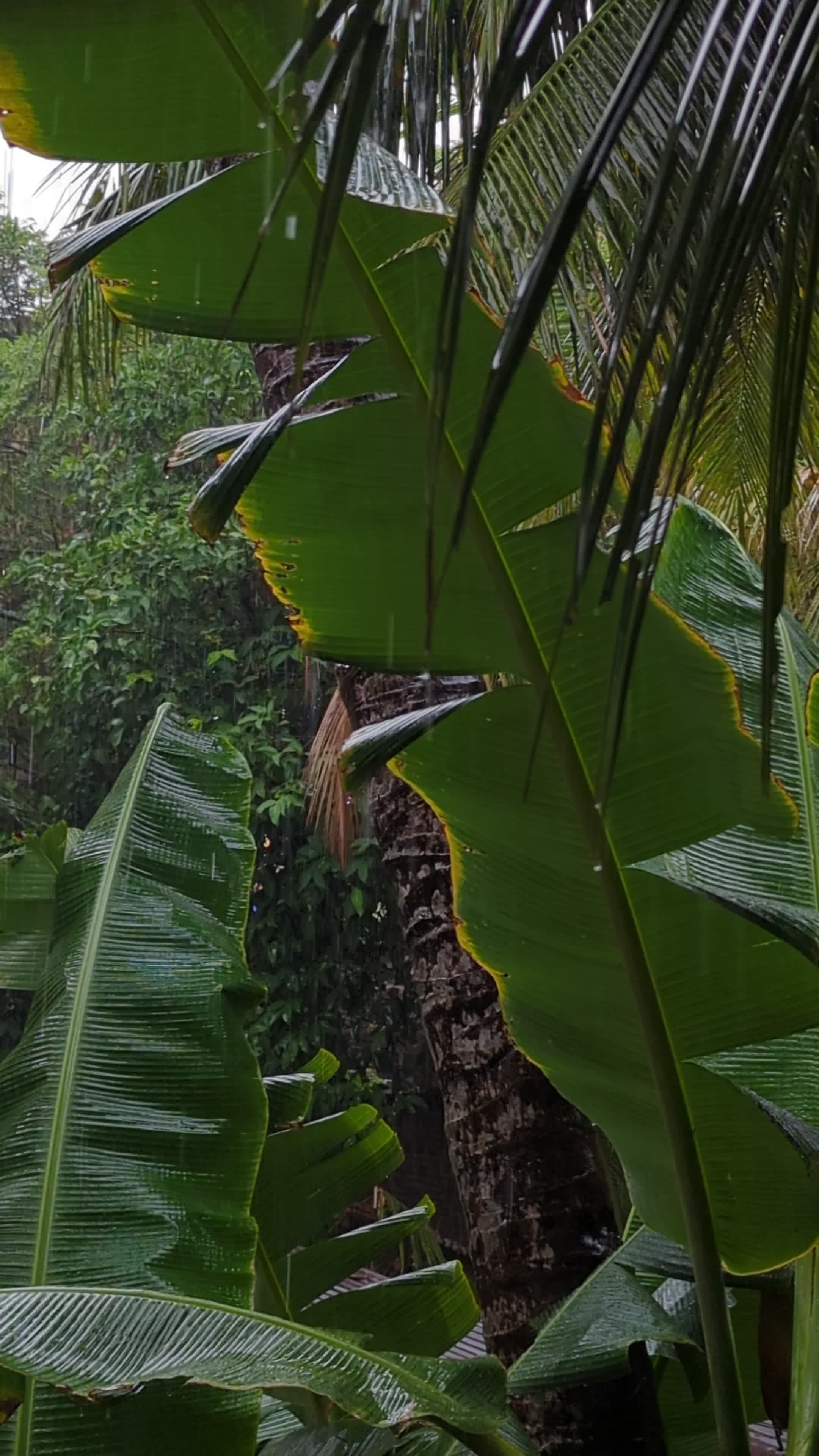 lush tropical jungle with palm leaves 31895675 — free pexels stock footage