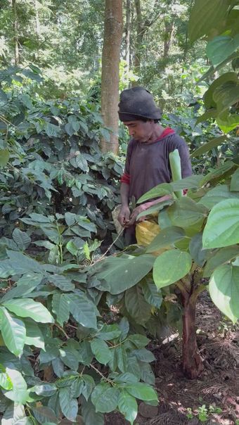 茶农采茶视频素材视频素材高清视频高清视频视频素材