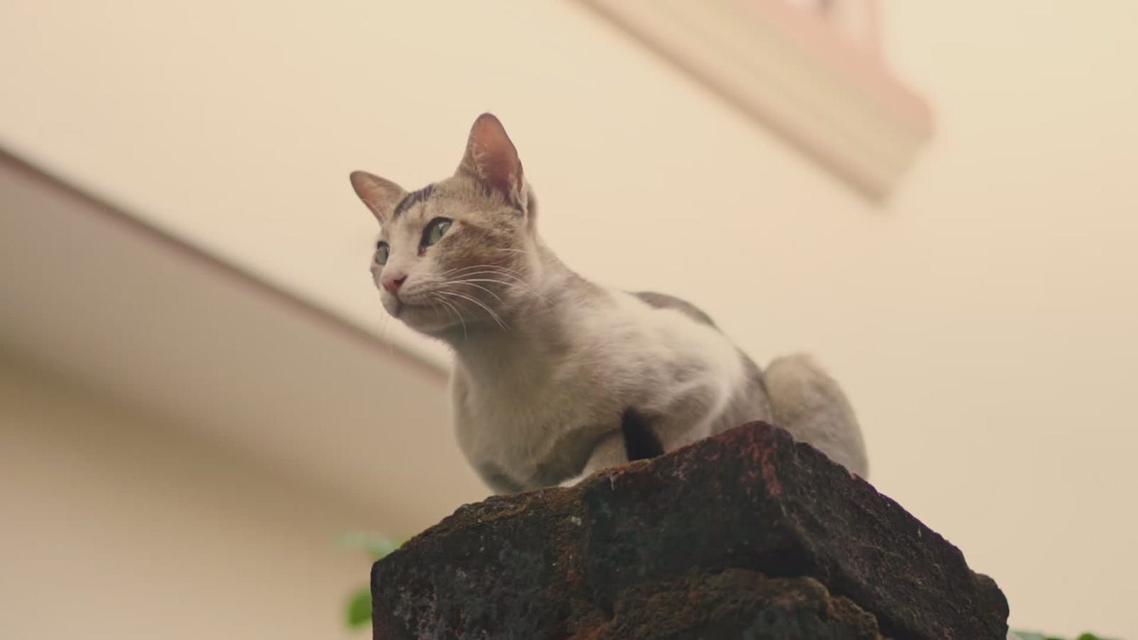 Fry99+Videos Videos, Download The BEST Free 4k Stock Video Footage
