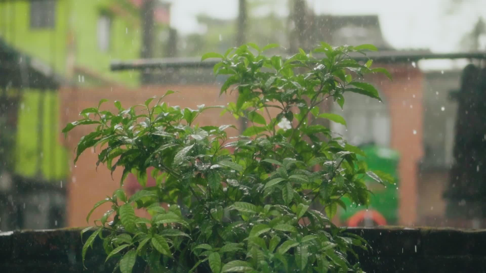 Lush Greenery in the Rainy Backyard View Free Stock Video Footage ...