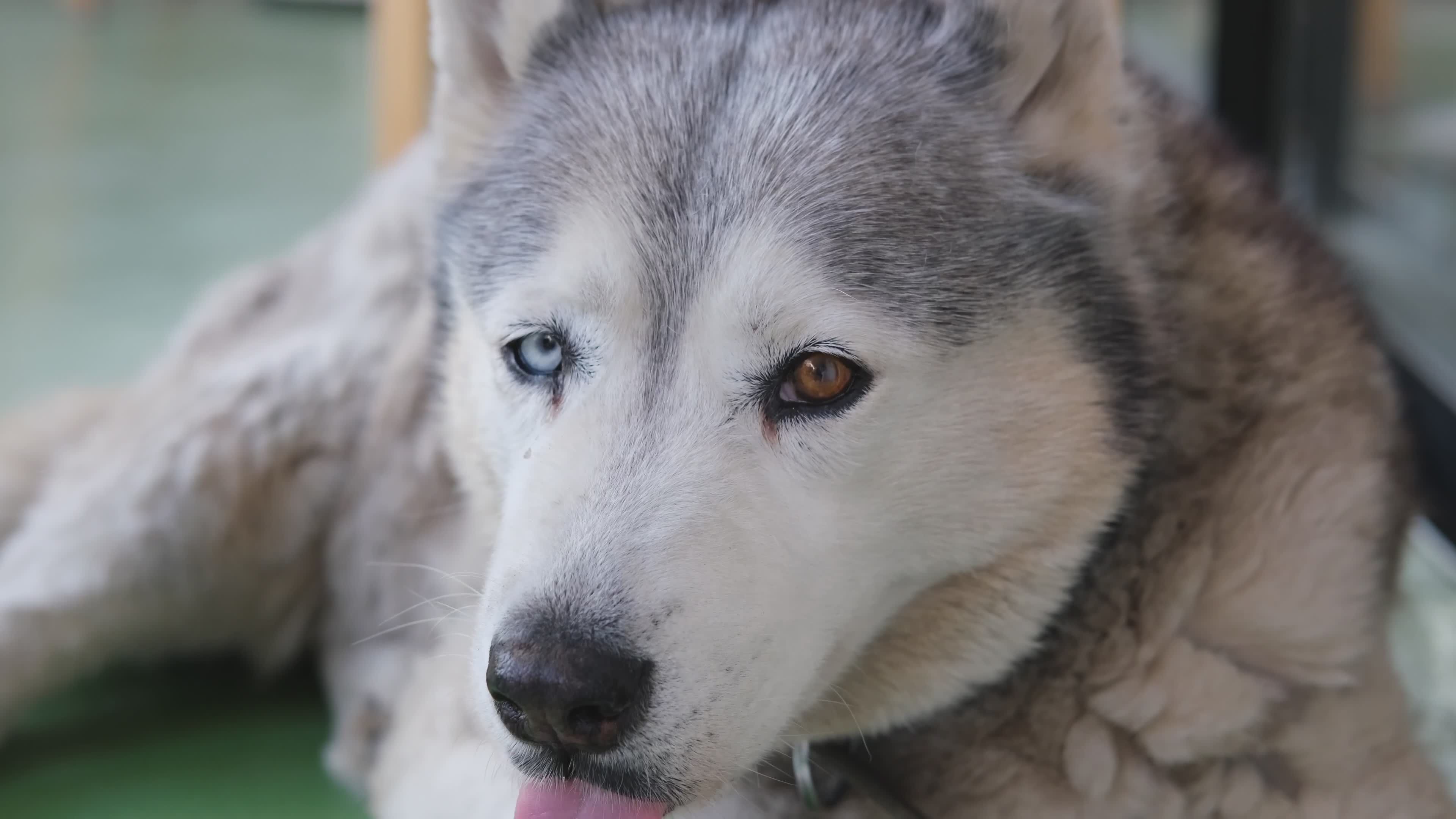 Primer Plano De Un Perro Husky En Reposo Con Heterocromía · Vídeo de ...