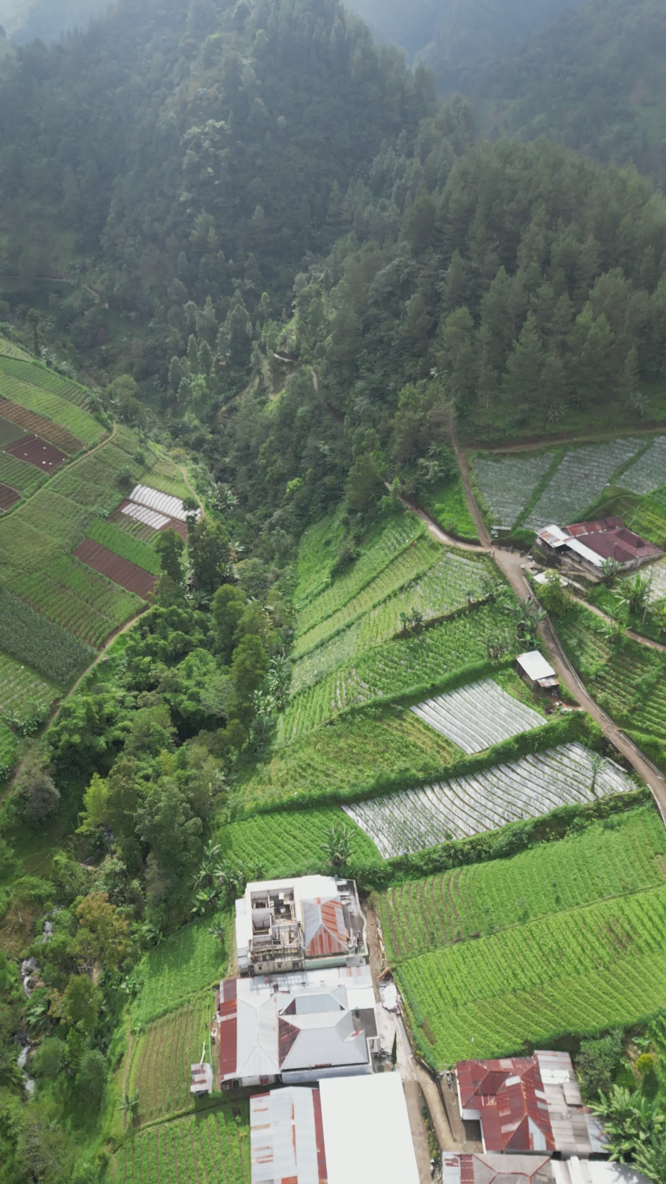 Drone Aerial View of Lush Green Terraced Fields Free Stock Video ...