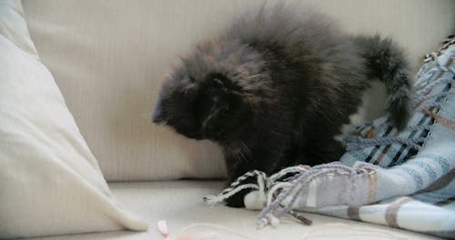 一隻寵物小貓在沙發上玩的毯子
