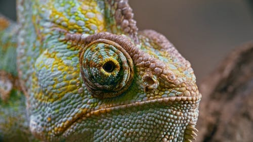 Close-up Footage Of A Chameleon Right Eye