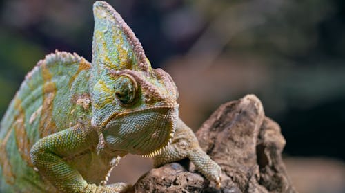 Beautiful Footage: Chameleons Are Amazing