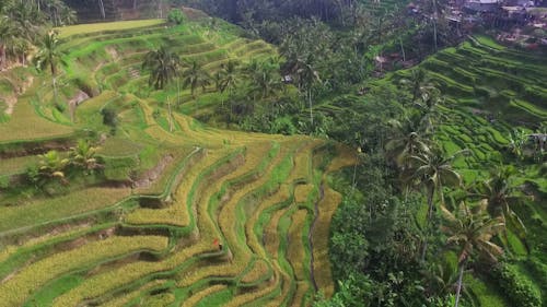Mountain Slopes Used As Rice Terraces For Farming