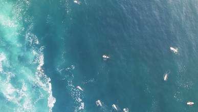 group of surfers in the sea waiting for waves to ride