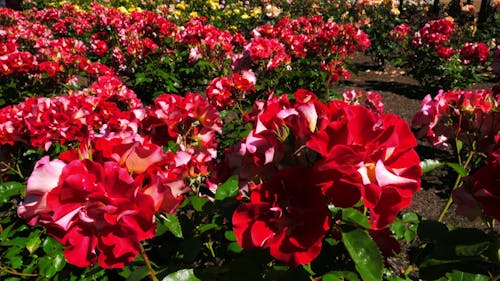 Rose Flower Farming In Un Giardino