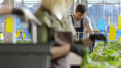 温室内の野菜を選ぶ男