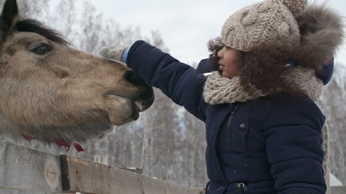 一个女孩抚摸驯养马的鼻子