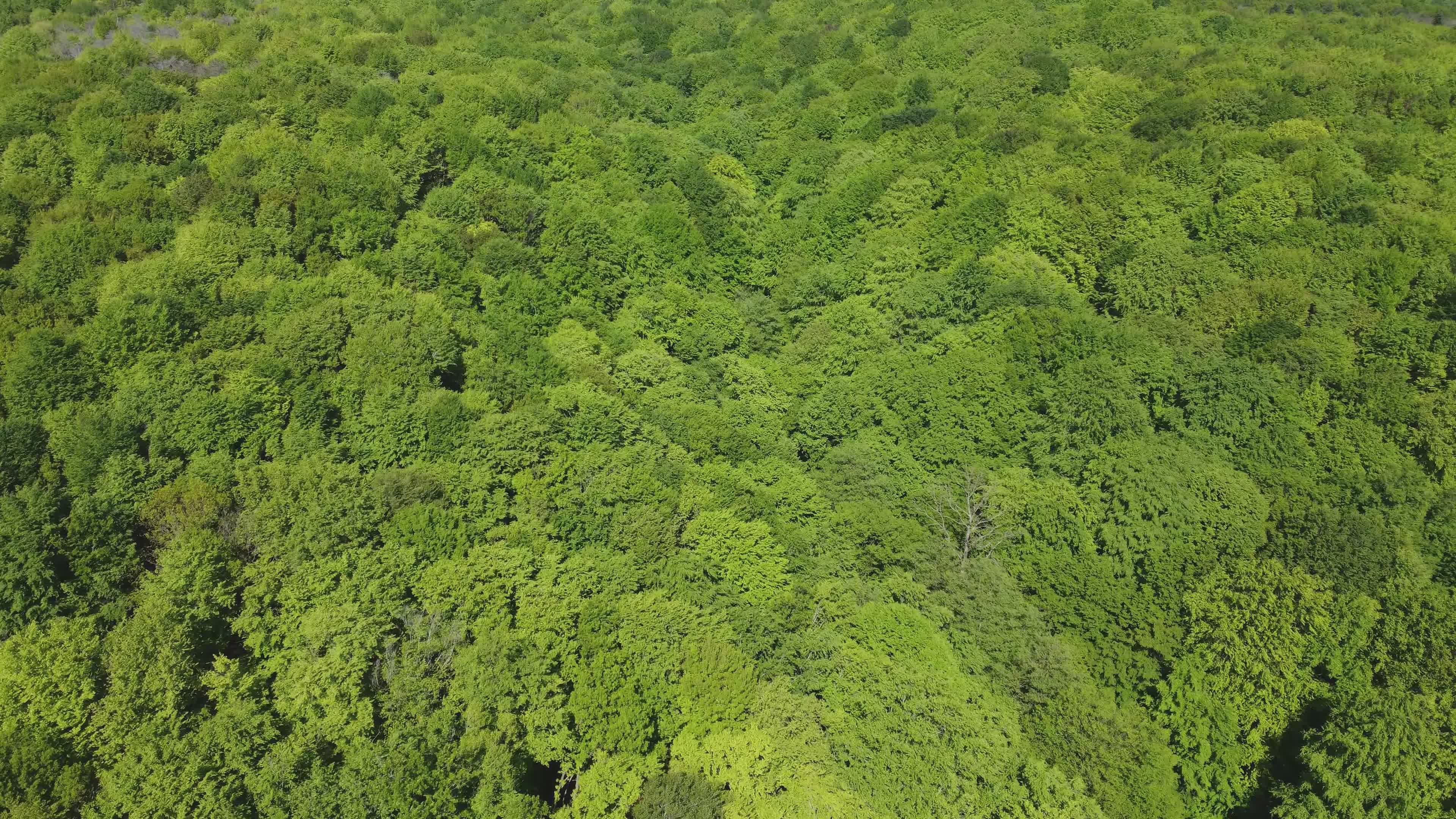 Aerial View of Lush Green Forest Canopy Free Stock Video Footage ...