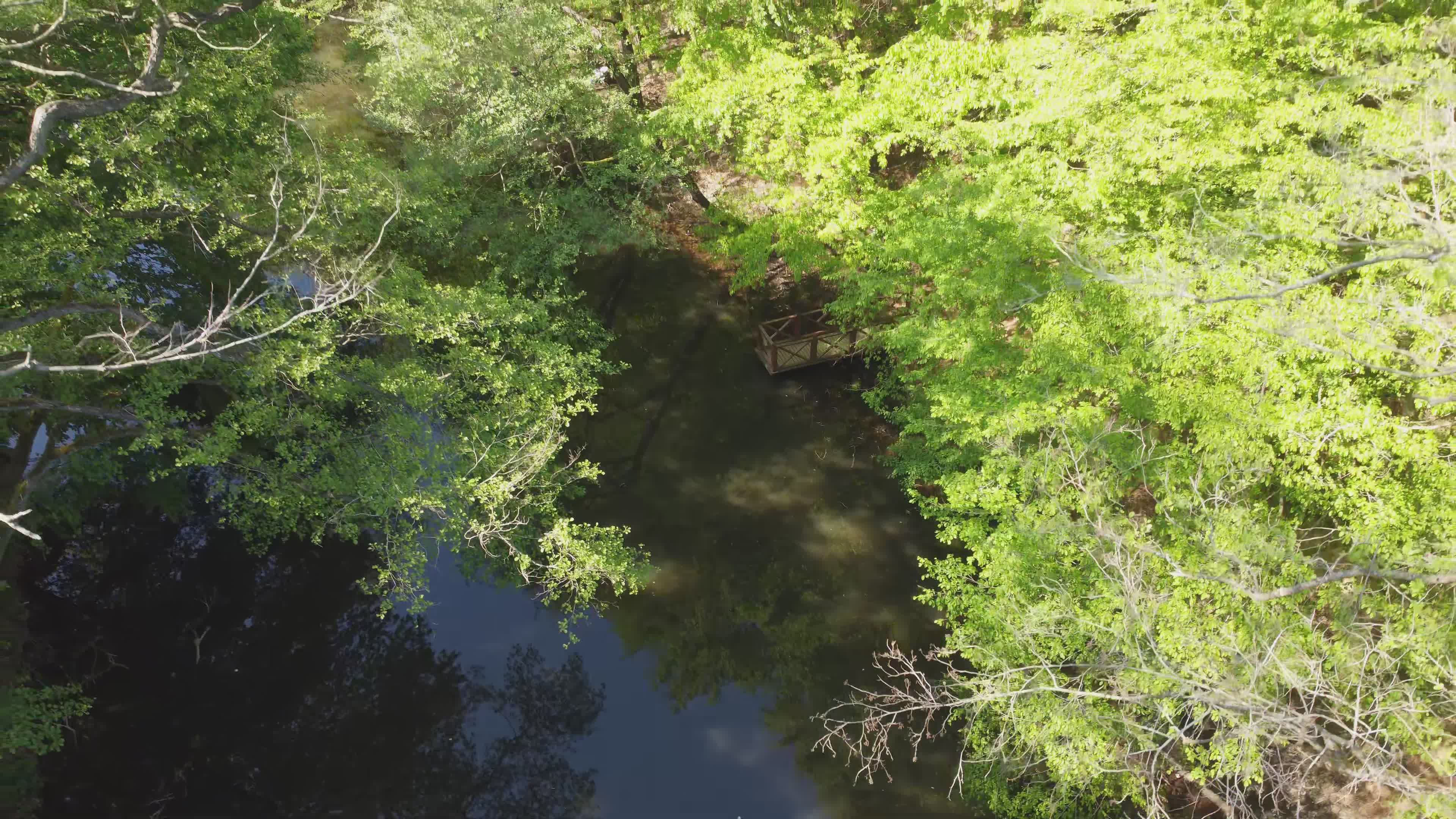 Serene Aerial View of Lush Green Forest Free Stock Video Footage ...