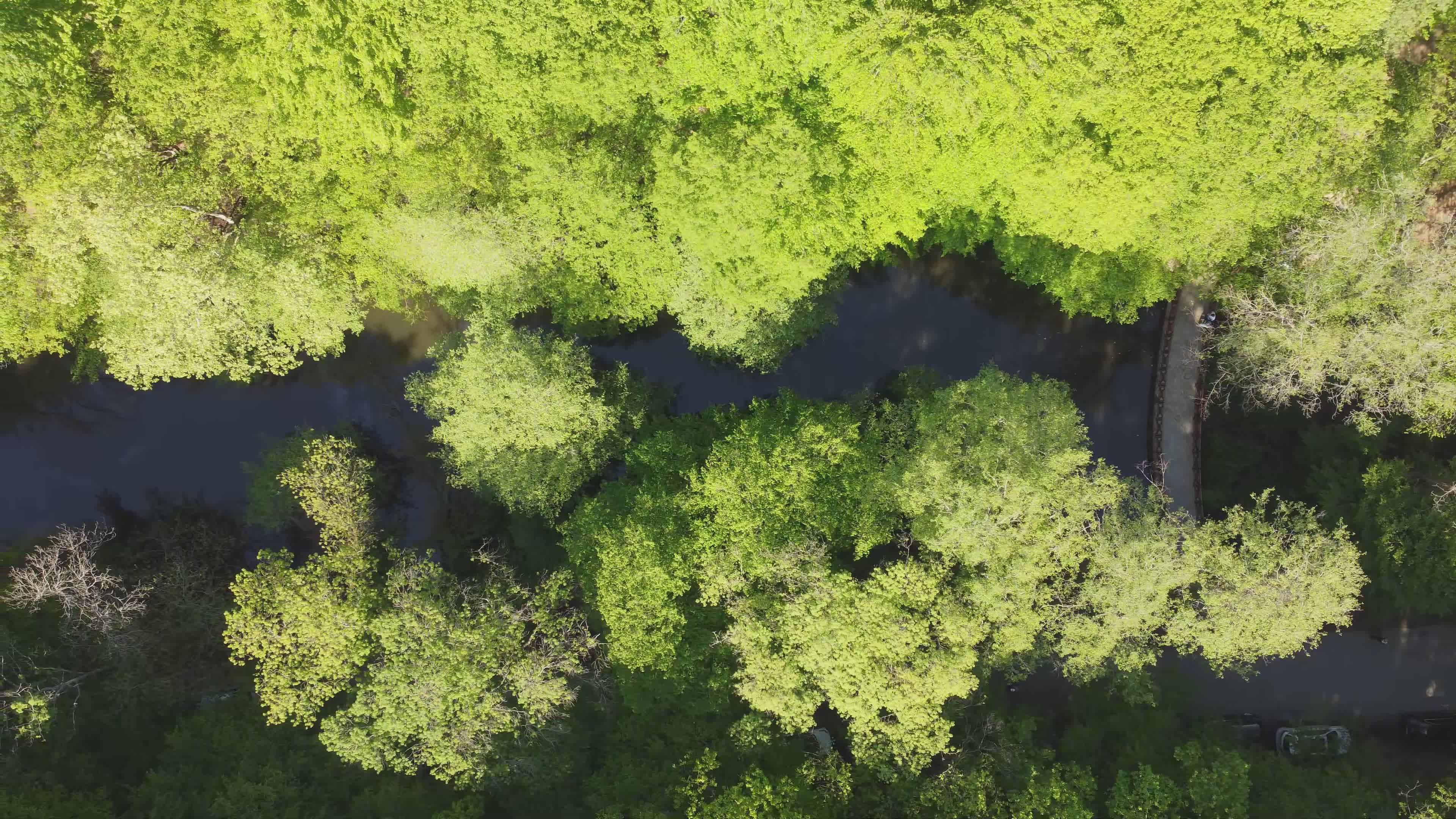Aerial View of Lush Green Forest Pathway Free Stock Video Footage ...