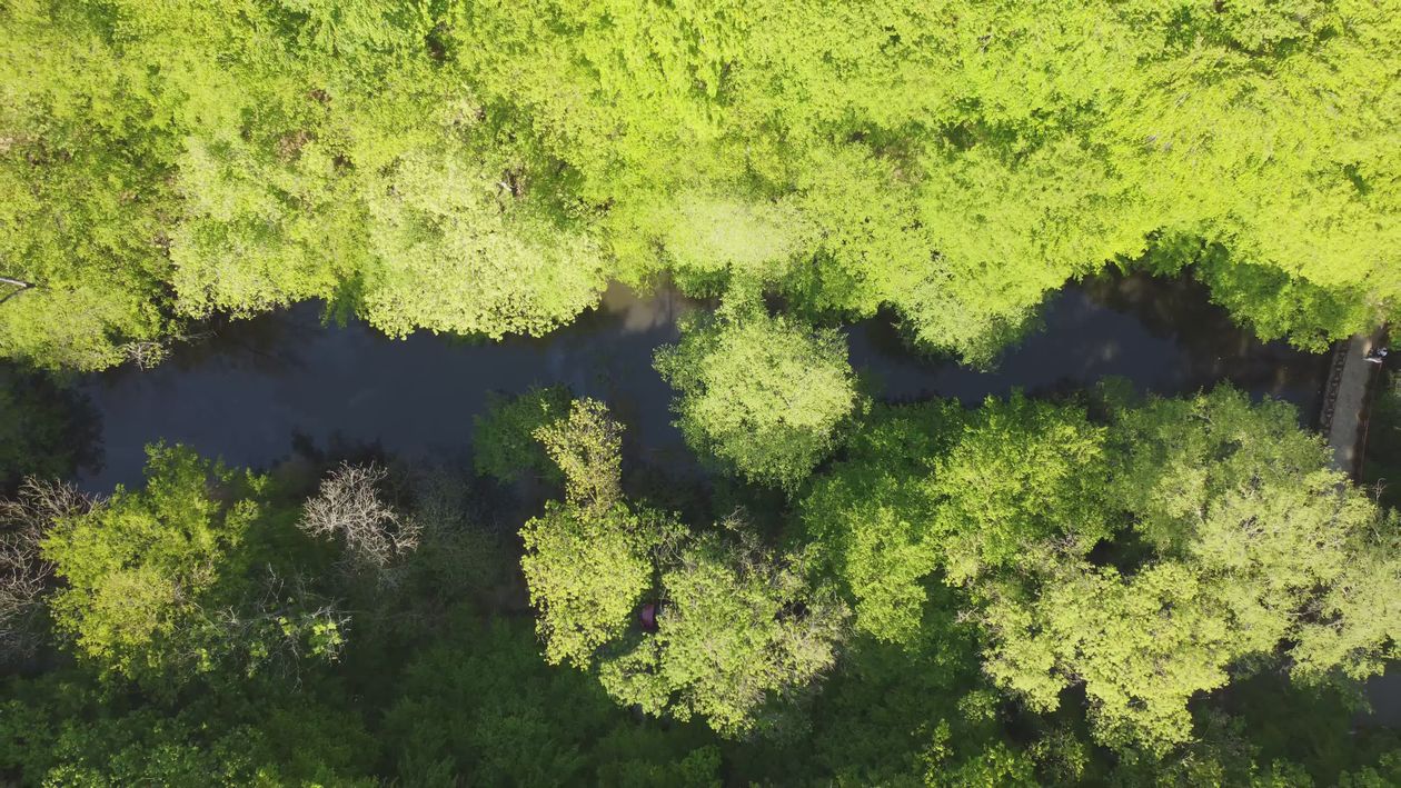 Aerial Drone View of Lush Green Forest Pathway Free Stock Video Footage ...
