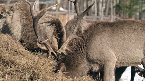 A Herd Of Deer Eating Hays In A Farm