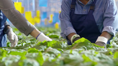 Trabajadores En Una Agricultura De Invernadero Comprobando Sus Cultivos Cultivados