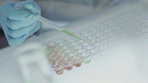 Drops Of Liquid On A Tray To Be Use As Samples