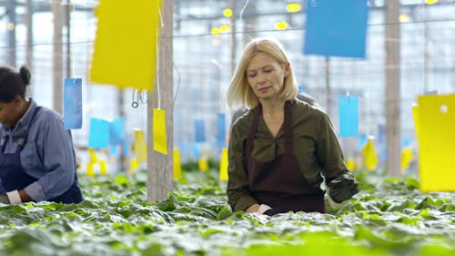 Workers In A Greenhouse Farming Checking Their Crops