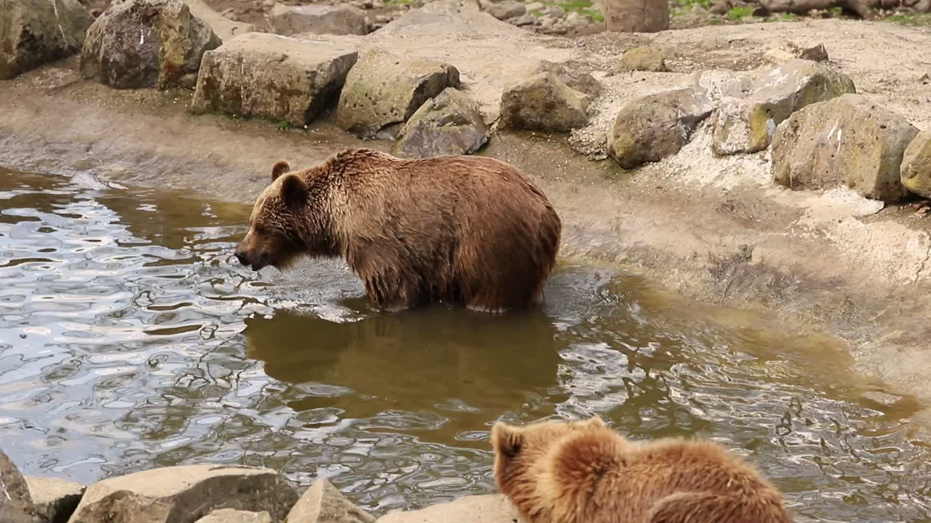 ひ ぐま 屋 無料