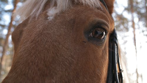 一匹马与反射的眼睛的特写视图