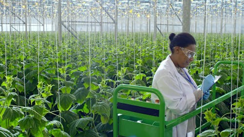 温室の植物をチェックする女性