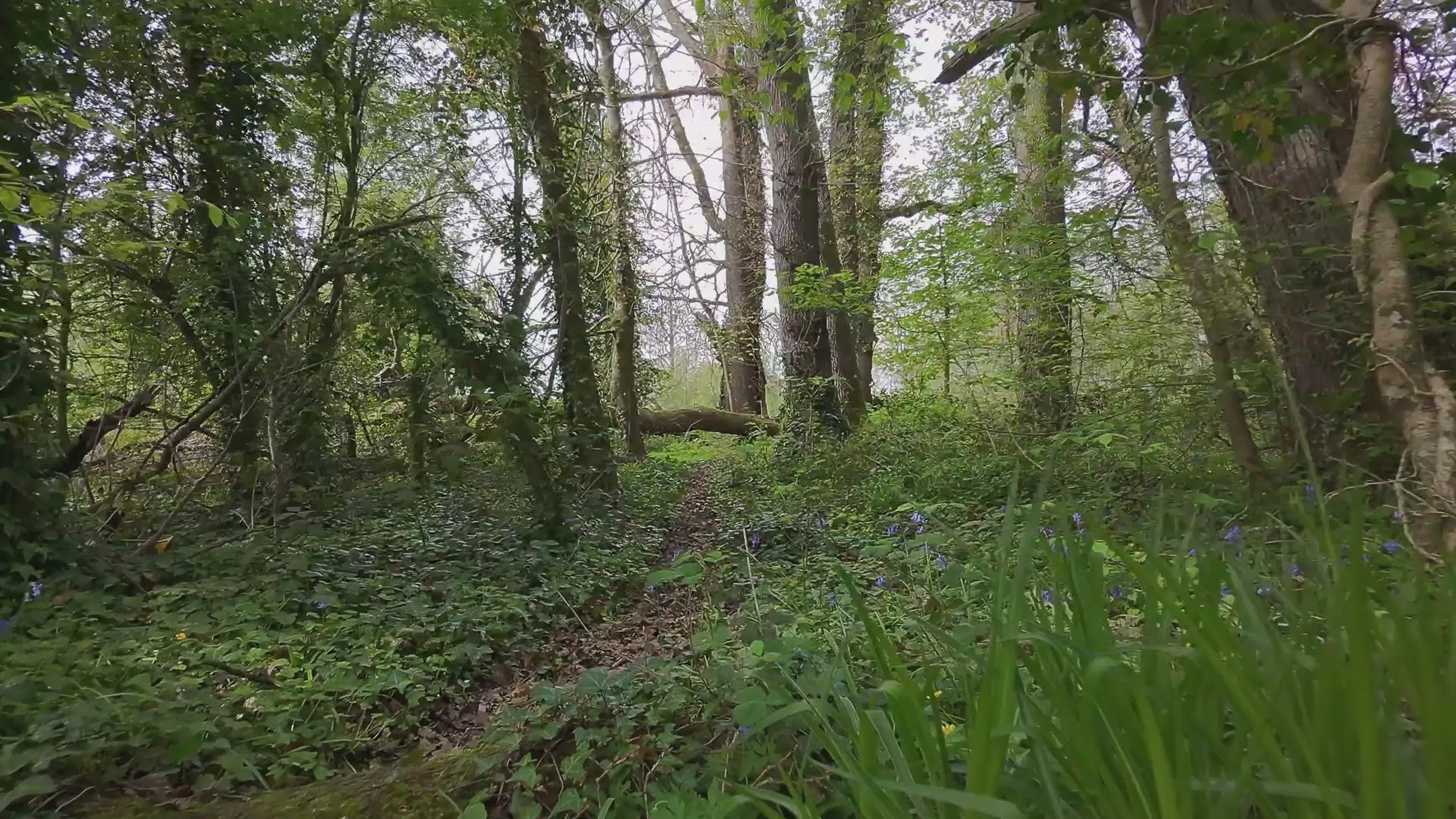 Serene Forest Pathway in Springtime Ireland Free Stock Video Footage ...