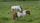 pony