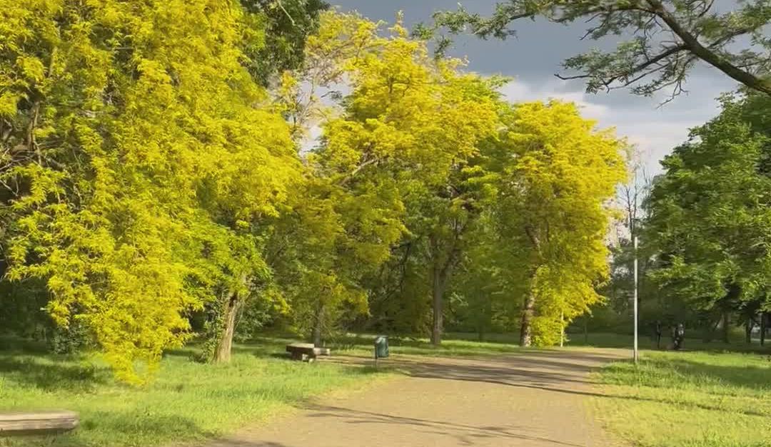 Milan Springtime Scenic Milan Park Walk in Springtime Free Stock Video Footage, Royalty ...