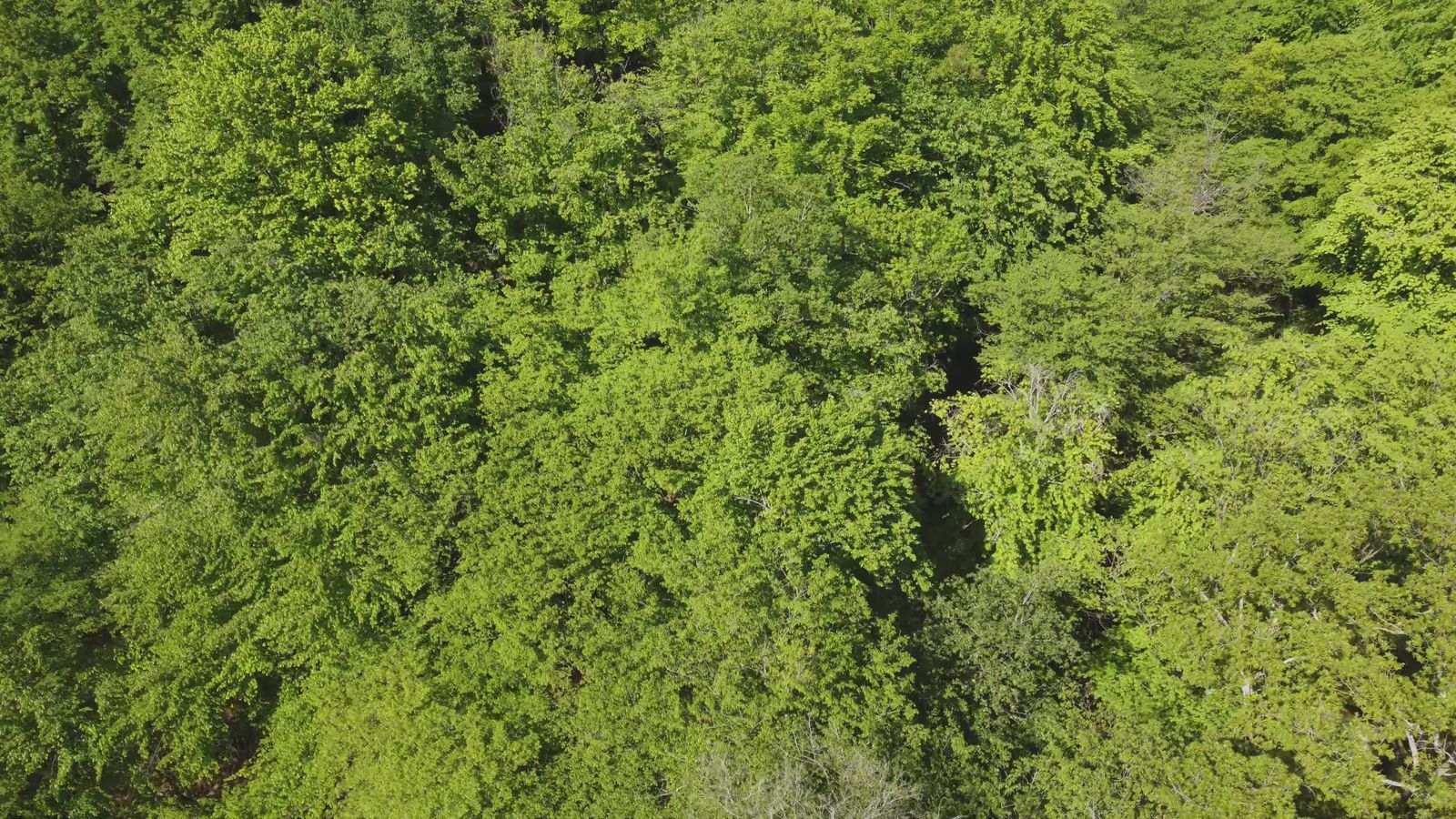 Forest Drone Videos, Download The BEST Free 4k Stock Video Footage ...