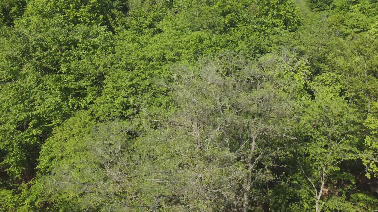 Lush Green Forest Aerial Footage in Summer Free Stock Video Footage ...