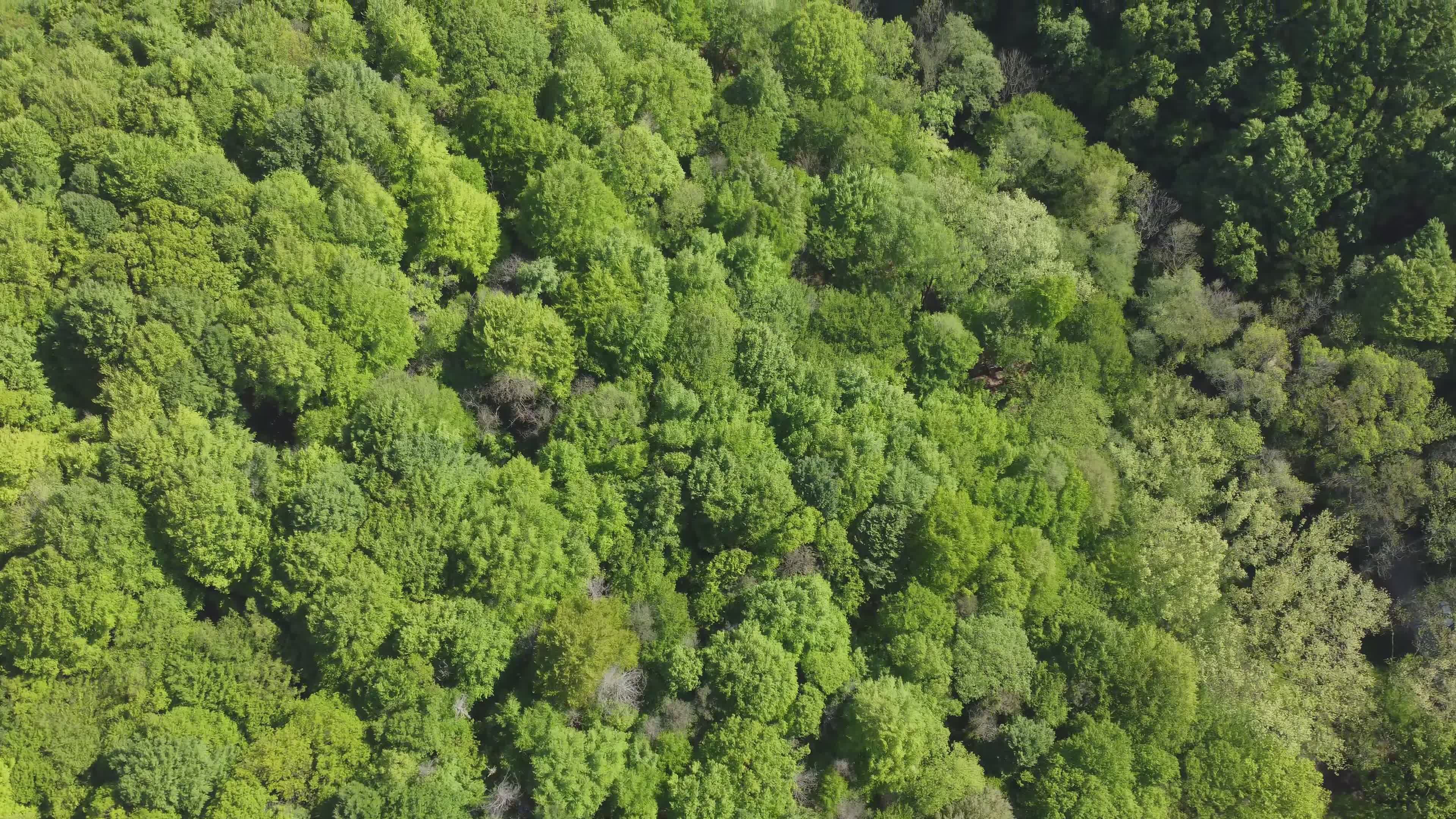 Lush Green Forest Aerial View in Summer Free Stock Video Footage ...