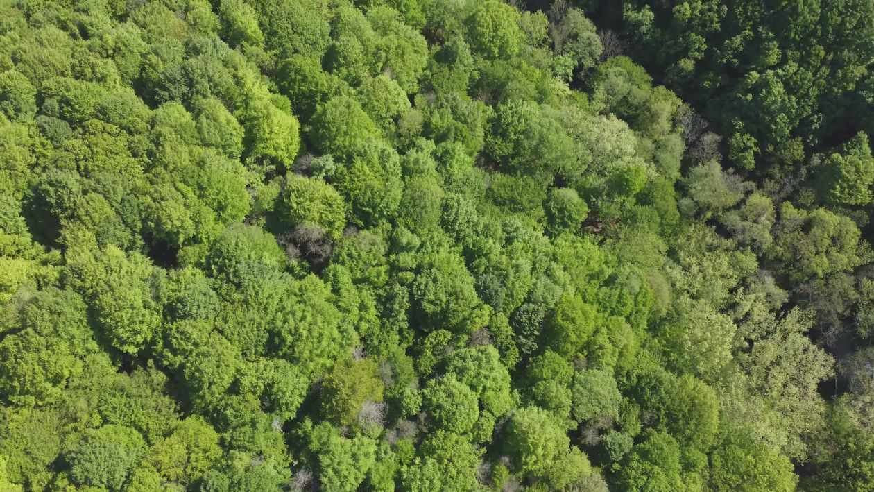 Lush Green Forest Aerial View in Summer Free Stock Video Footage ...