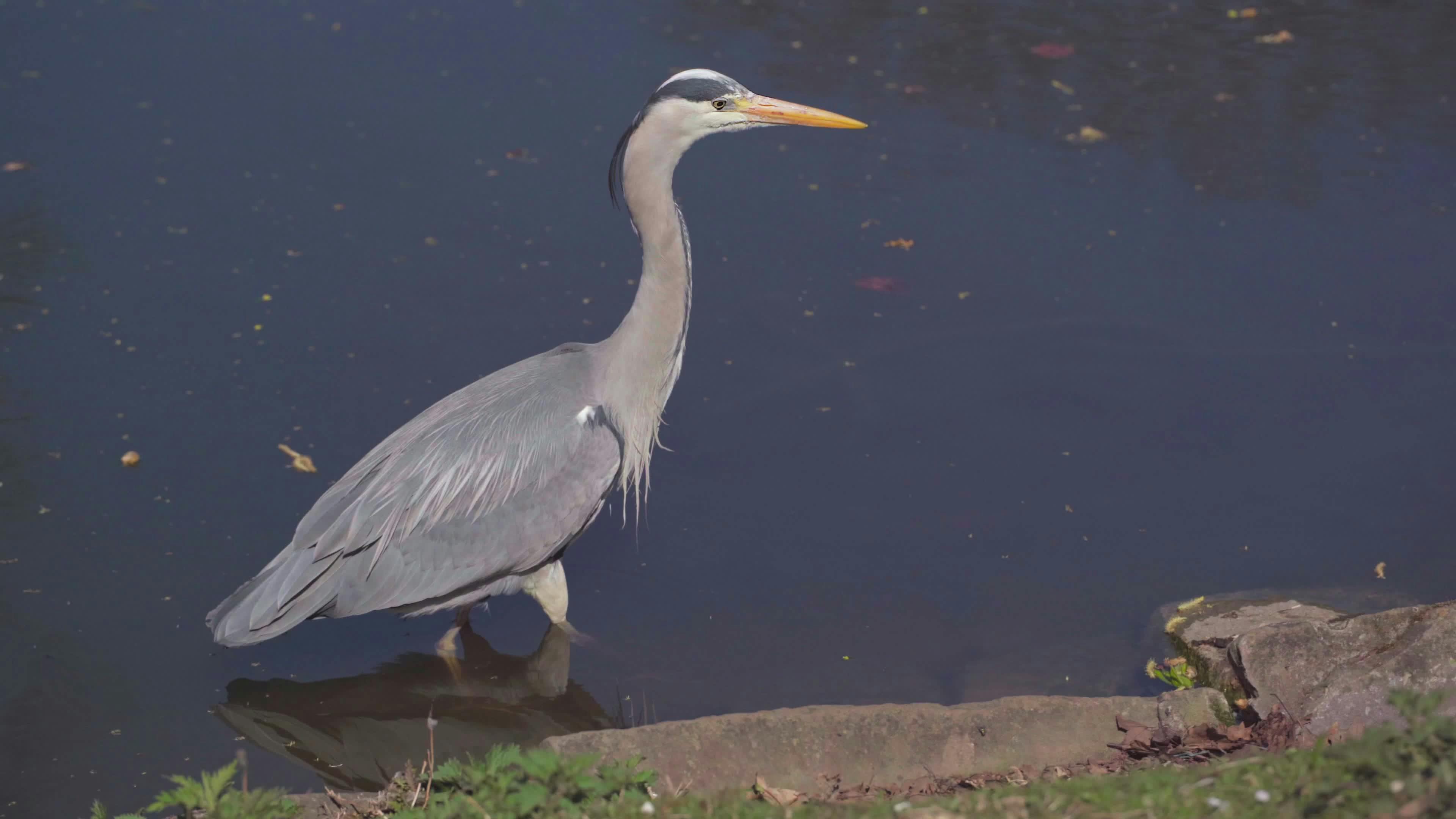 Video by Frank Litschel