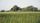 rice field