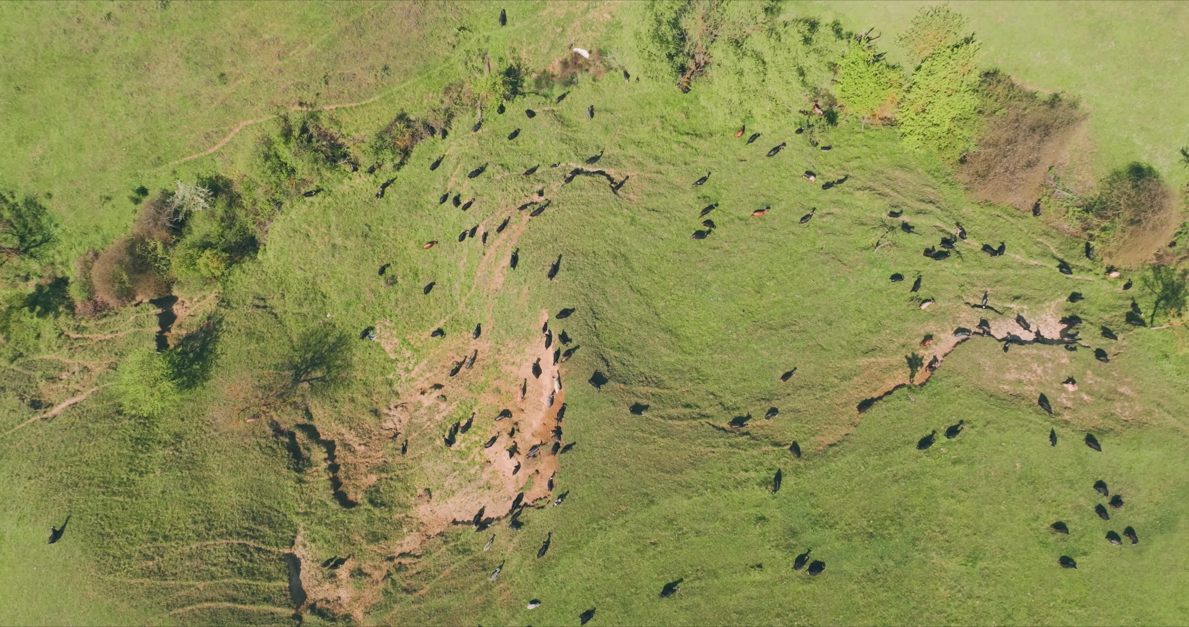 Aerial View of Grazing Cattle on Green Pasture Free Stock Video Footage ...
