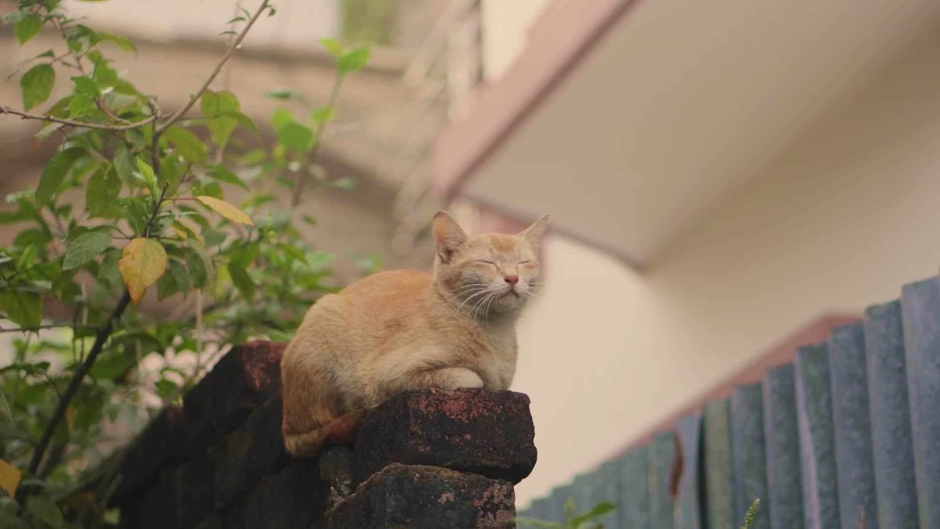 悠闲的姜猫坐在花园的墙上 · 免费素材视频