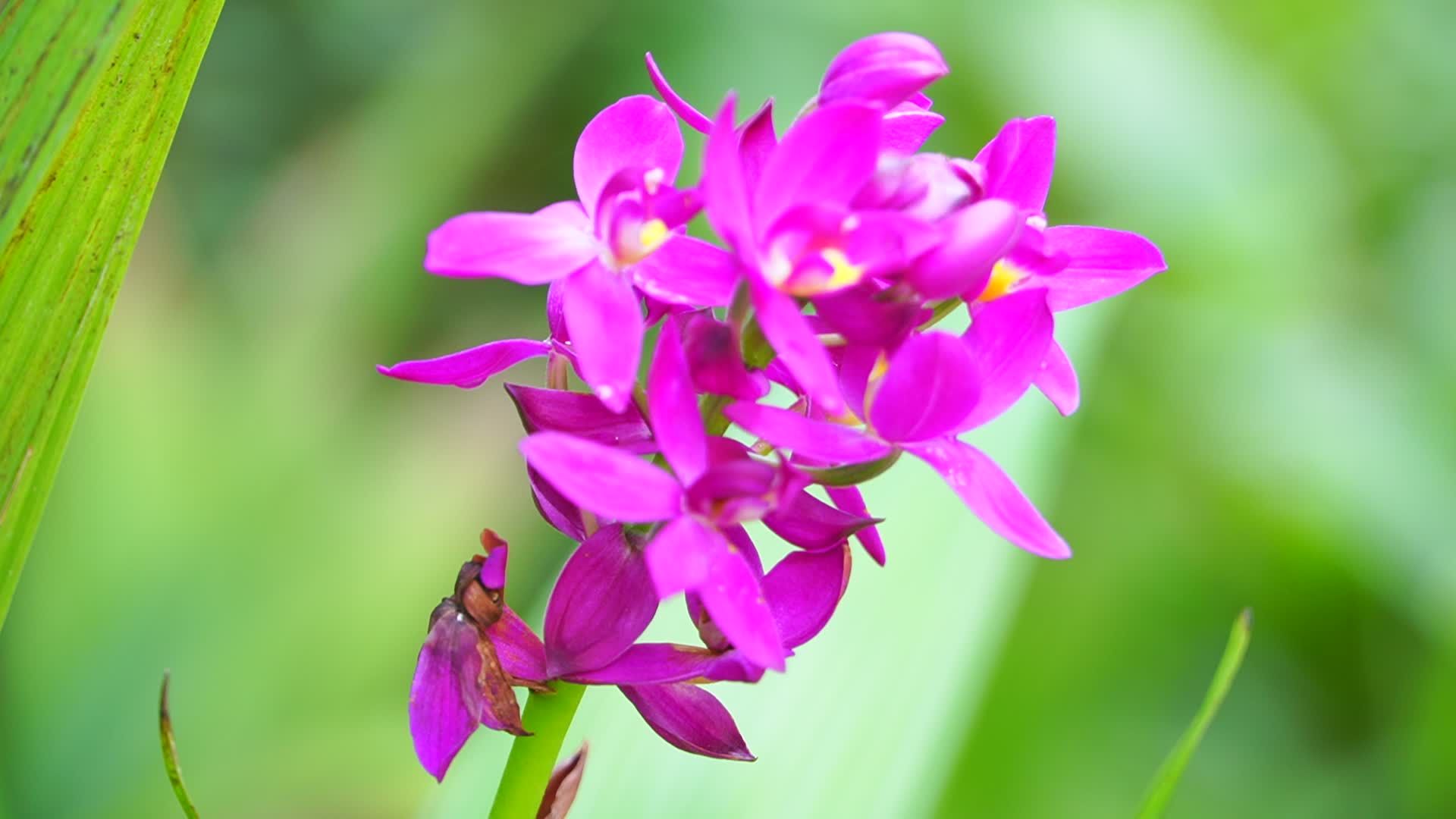 Orchid Nature Videos, Download The BEST Free 4k Stock Video Footage ...
