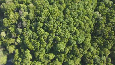 Forest Drone Videos, Download The BEST Free 4k Stock Video Footage ...