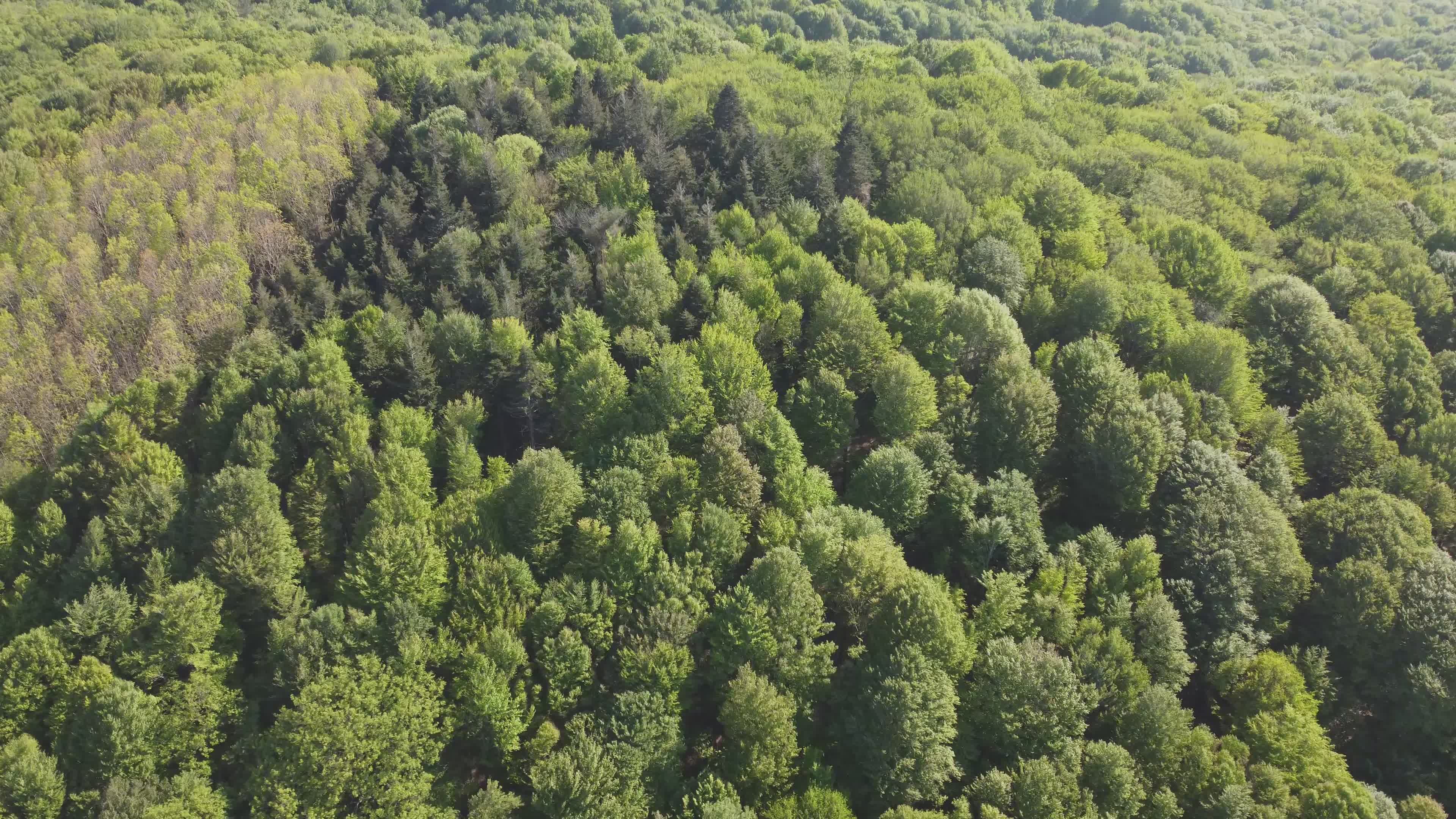 Drone Footage of Lush Green Forest in Spring Free Stock Video Footage ...