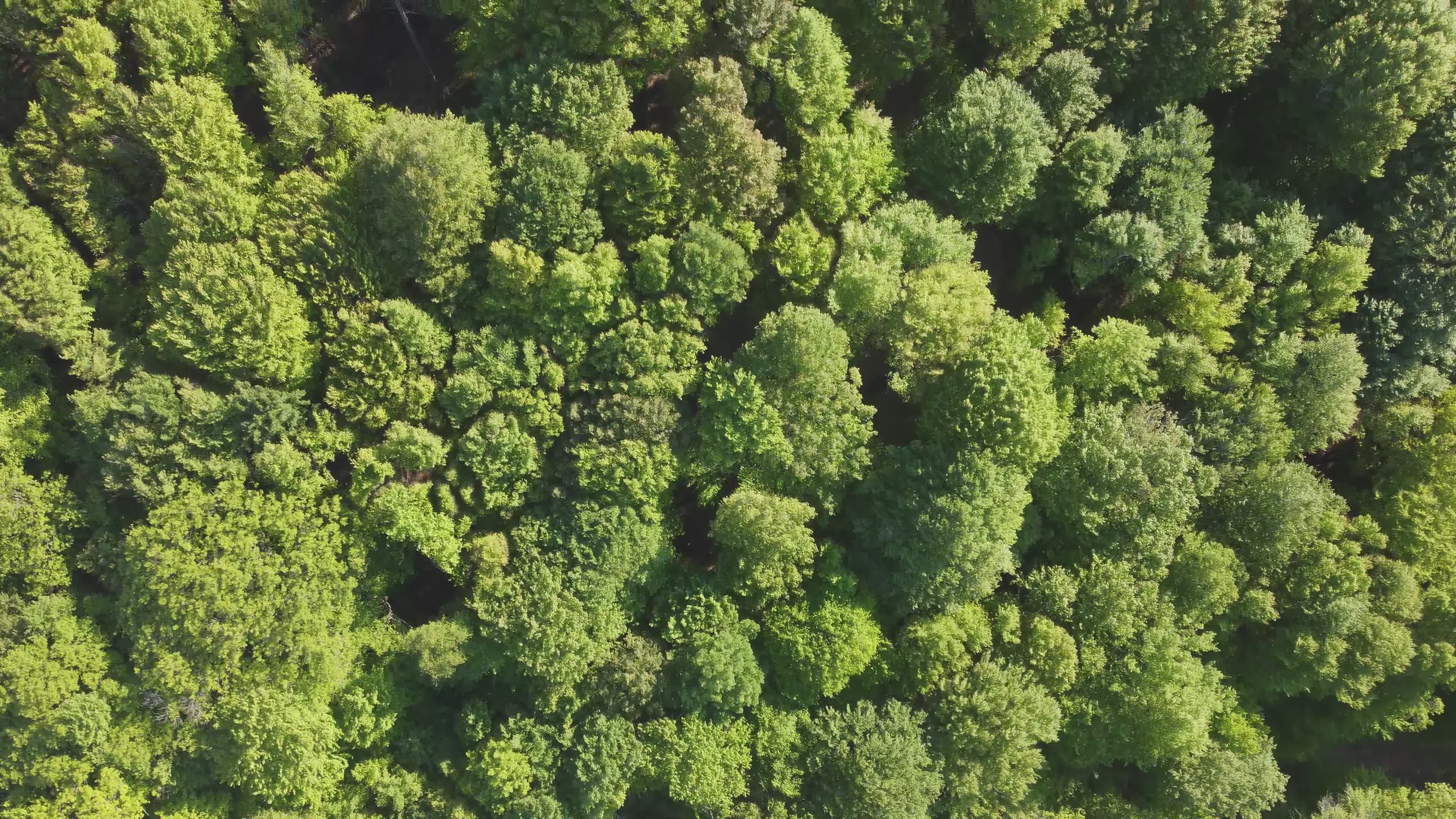 Aerial View of Lush Green Forest Canopy Free Stock Video Footage ...
