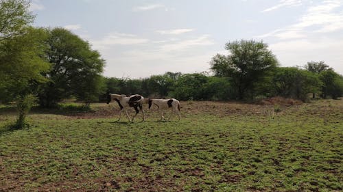Horses Walking Freely In A Vast Land
