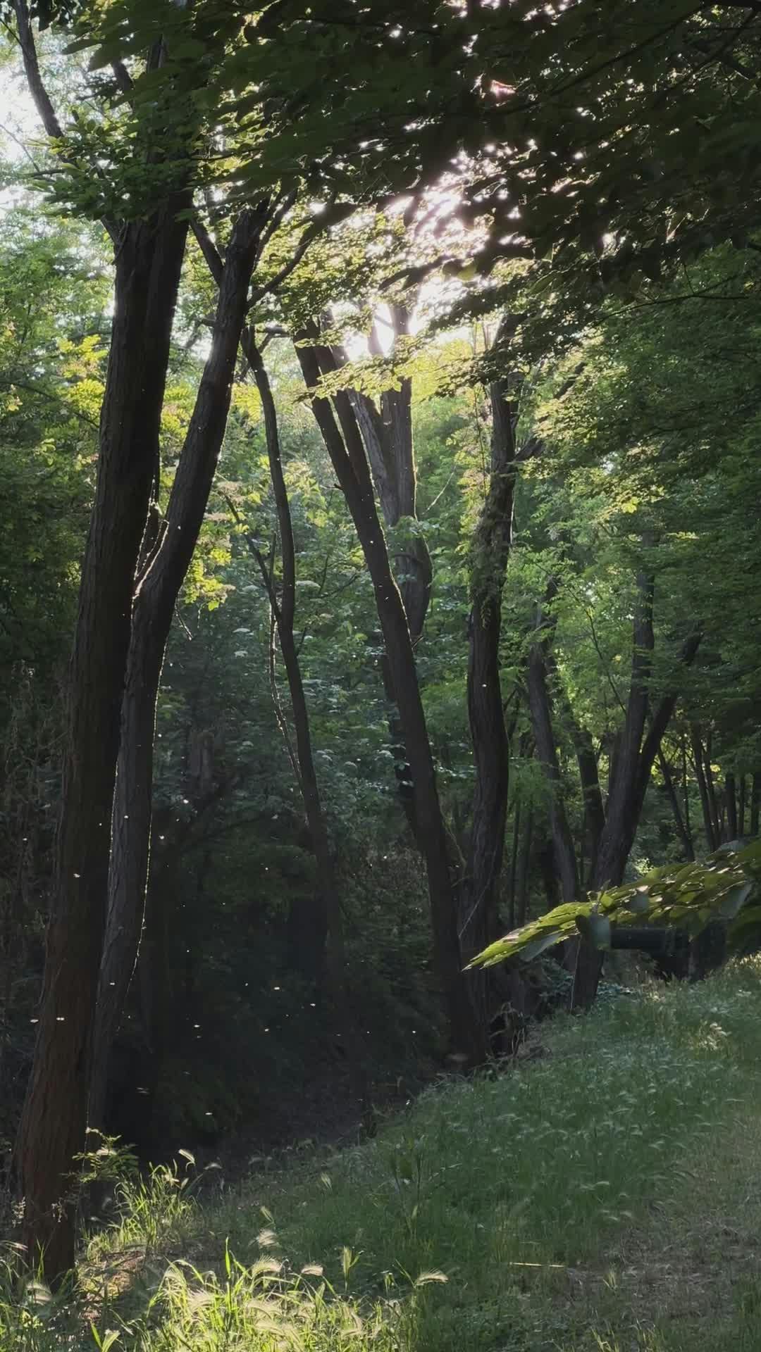 Video by Earth Photart