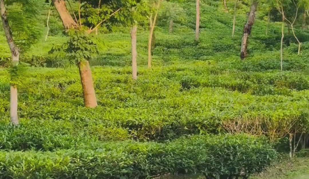 Slhet Tea Scenic Sylhet Tea Garden by Roadside Free Stock Video Footage, Royalty ...
