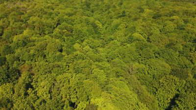 Drone Forest Videos, Download The BEST Free 4k Stock Video Footage ...