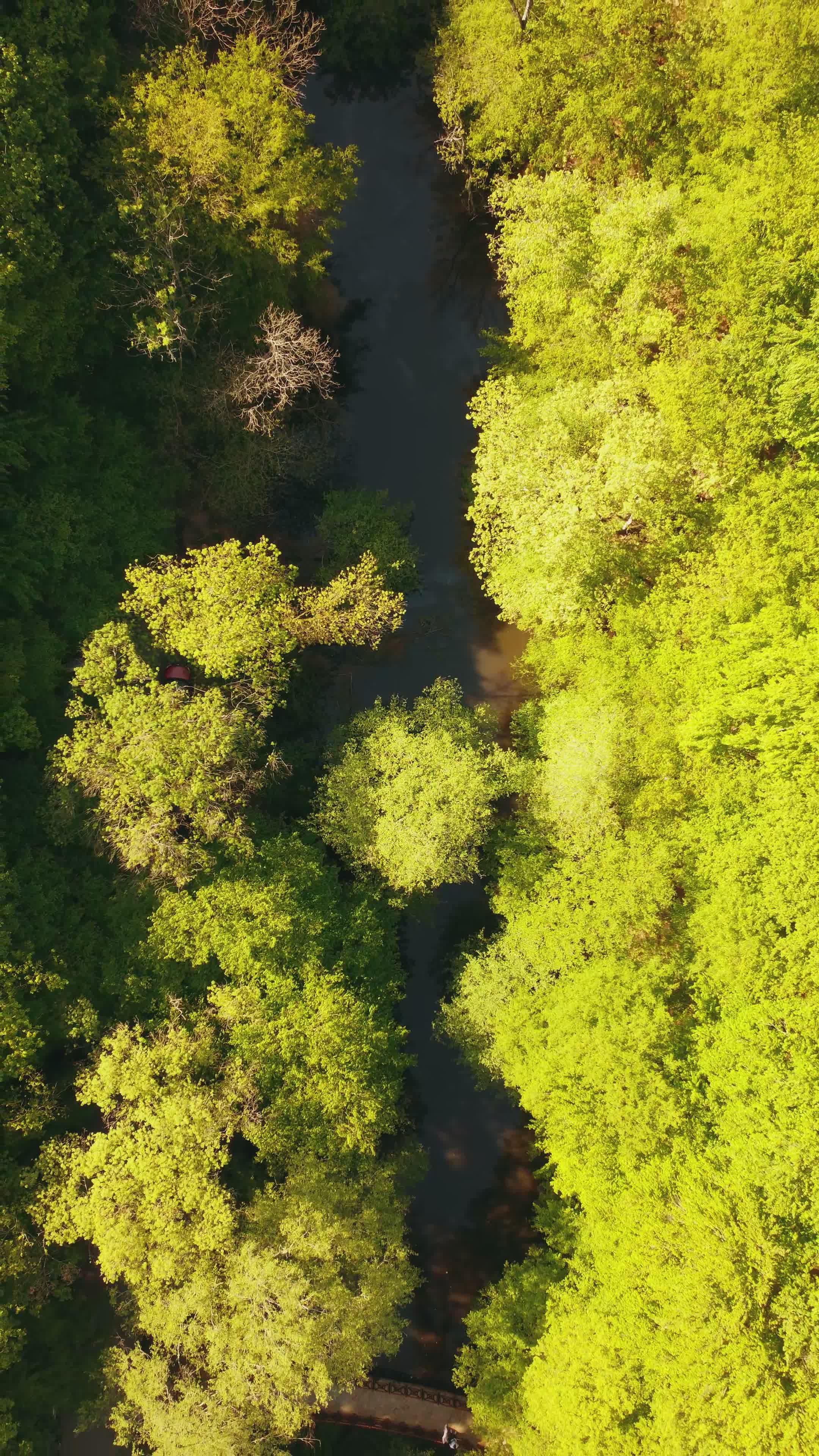 Lush Green Forest Aerial View with River Free Stock Video Footage ...
