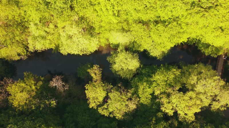 4K Aerial View of Lush Green Forest and Winding Lake Free Stock Video ...